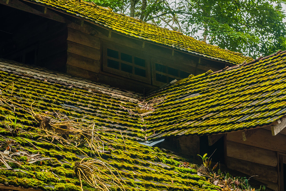 Roof with Algae Buildup