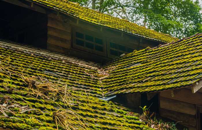 Roof with Algae Buildup