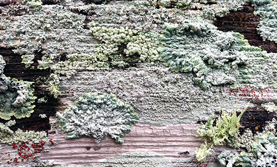 Lichen Growth Removal