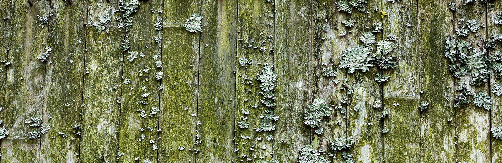 Lichen2